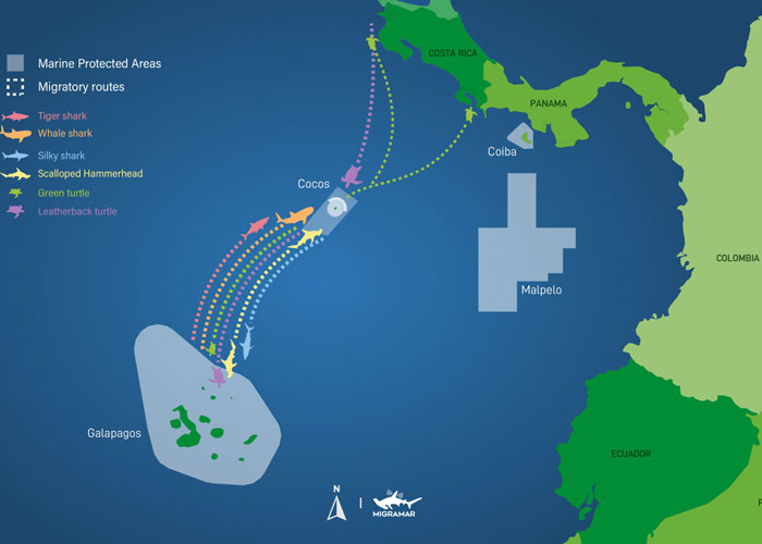 Migration Routes - Marine Protected Areas in the Atlantic