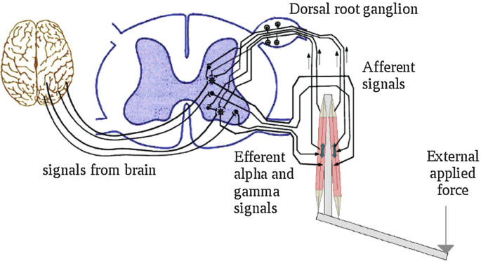 Unlocking the Power of Neuromuscular Control - The Next Frontier in Immersive Gameplay