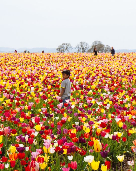 Cherry Blossom Festival, Japan - Floral Festivals Around the World