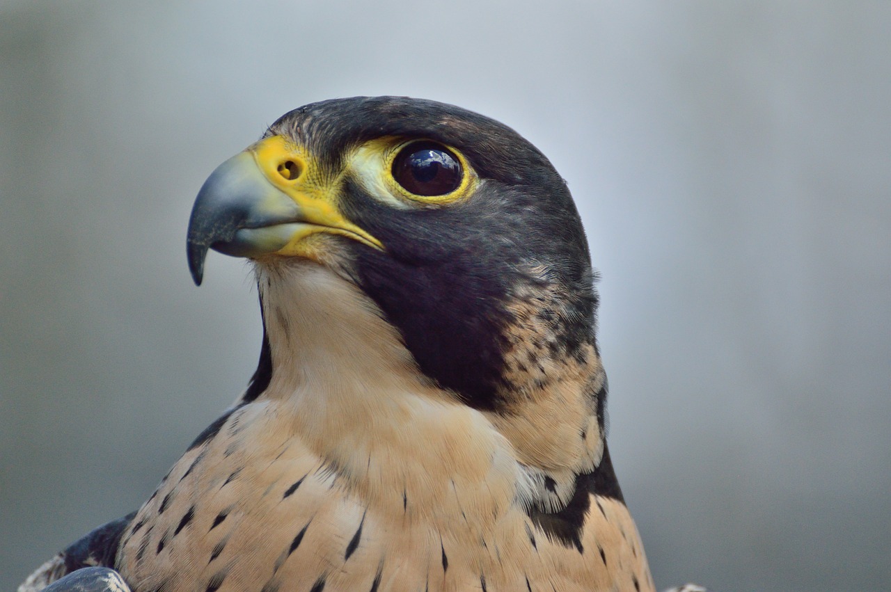 Peregrine Falcons: Masters of Speed and Precision - Thriving at Great Heights in Urban Skyscrapers