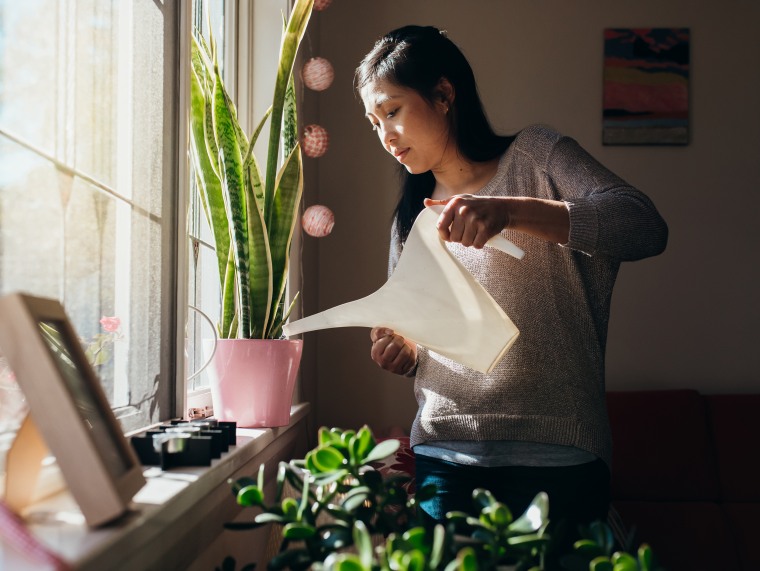 Caring for Your Indoor Plants - The Joy of Indoor Plants: Greening Your Home with Nature
