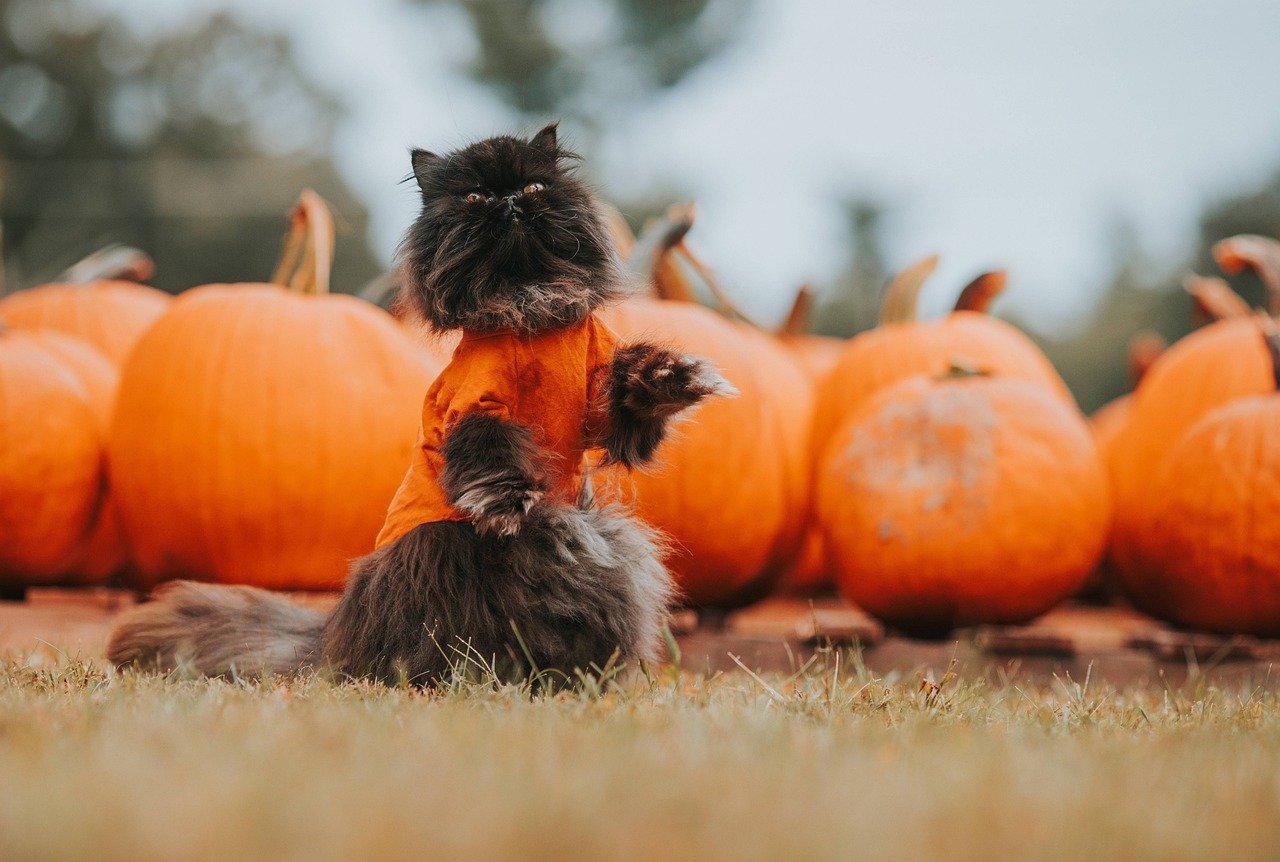 Pet Costumes - Treating Furry Friends to a Spooky Celebration