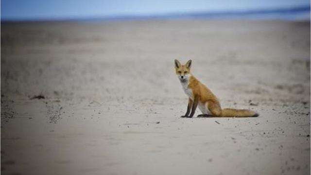 Human-Fox Interactions - City Foxes: The Surprising Residents of Urban Landscapes