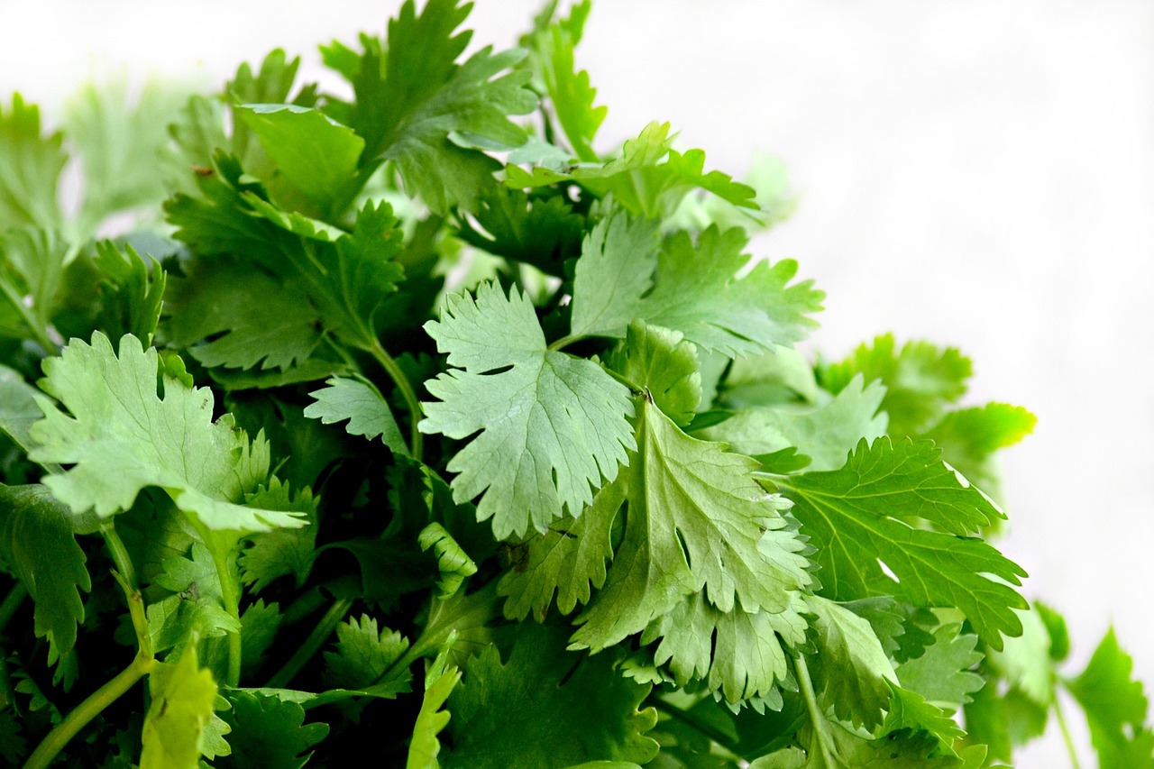 Garnish with fresh cilantro leaves before serving. - Recipes for Delicious and Nutritious Meals