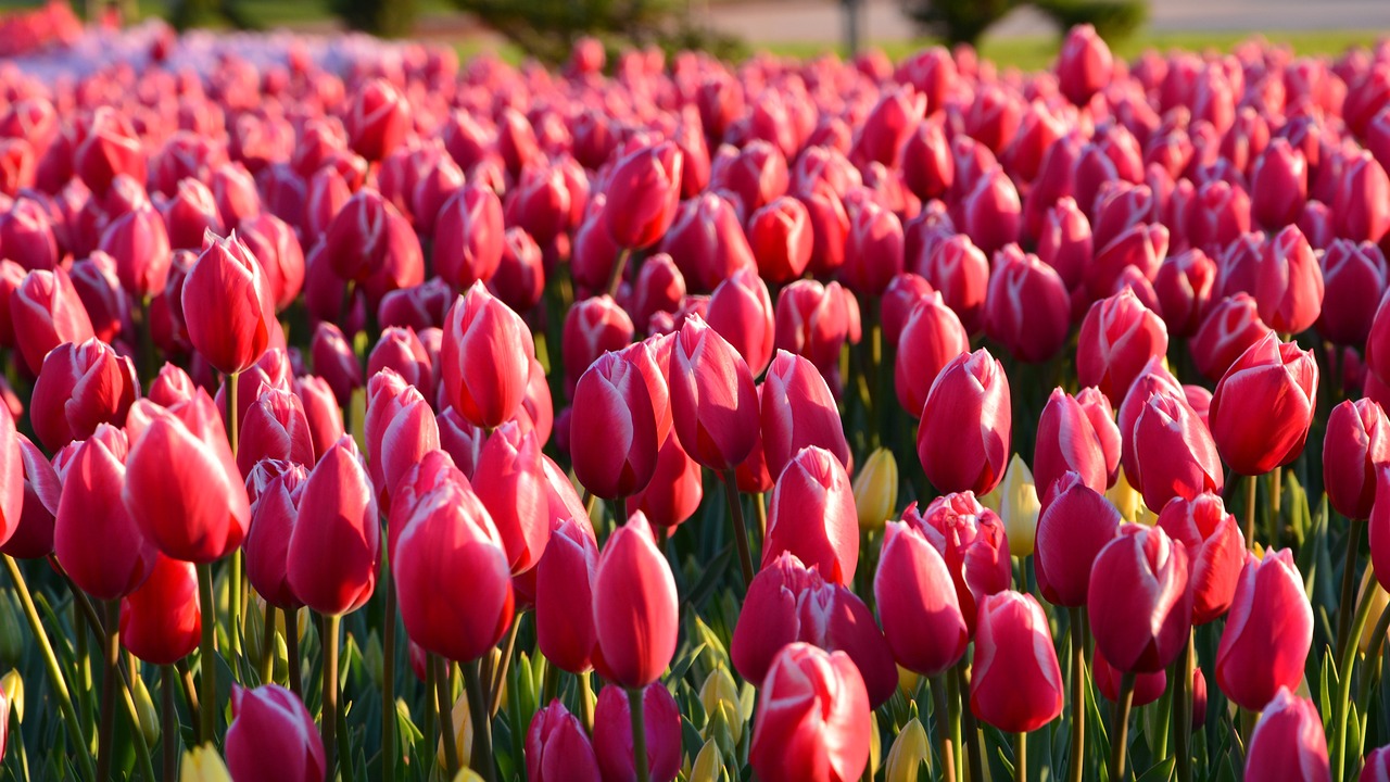 Skagit Valley Tulip Festival, USA - Floral Festivals Around the World