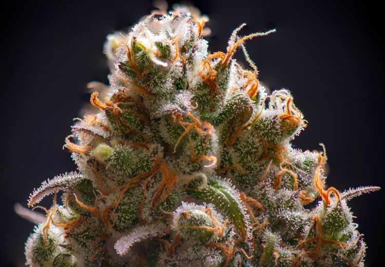 Macro Photography - Cannabis in Contemporary Art and Photography