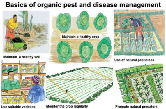Climate-Resilient Crops - Innovations in Pest and Disease Management in Agriculture