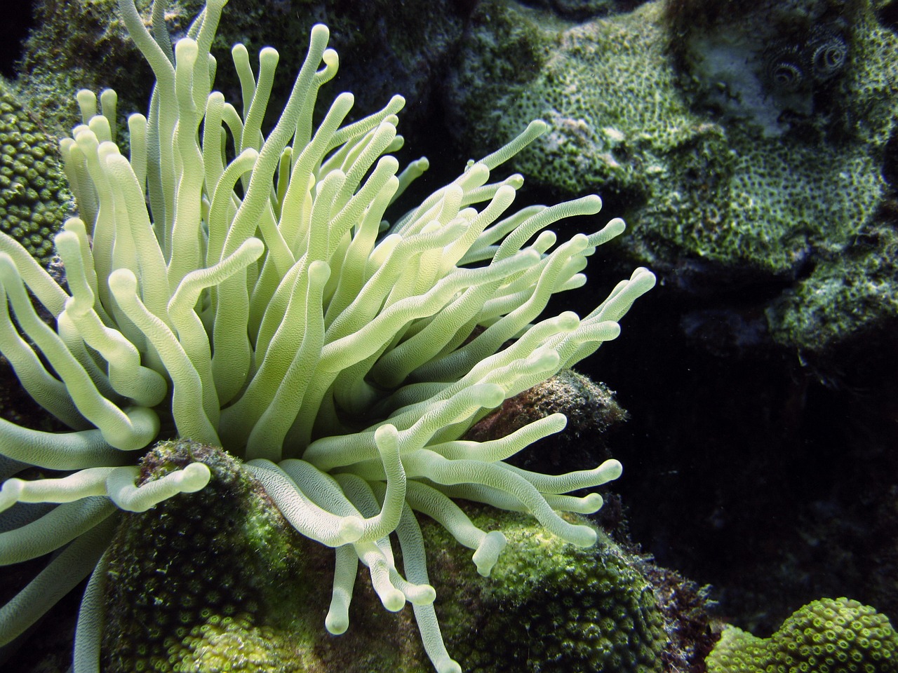 The Spectacular World of Coral Reefs - Marine Biodiversity in the Atlantic