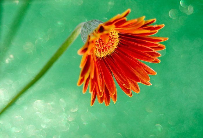 Grouping - Flower Photography Tips: Capturing the Beauty of Blooms