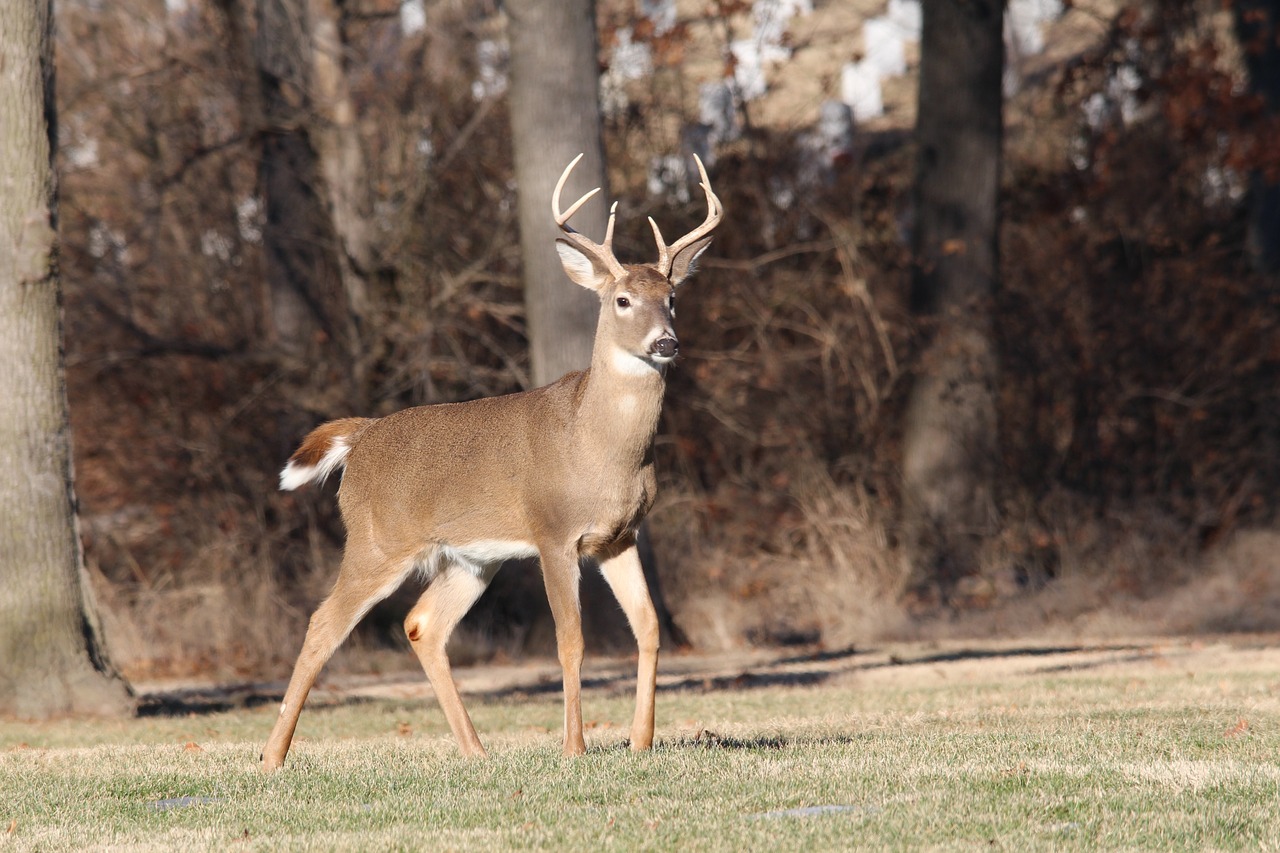 Whitetail Deer: Graceful Woodland Dwellers - Wildlife of Maine: From Moose to Bald Eagles
