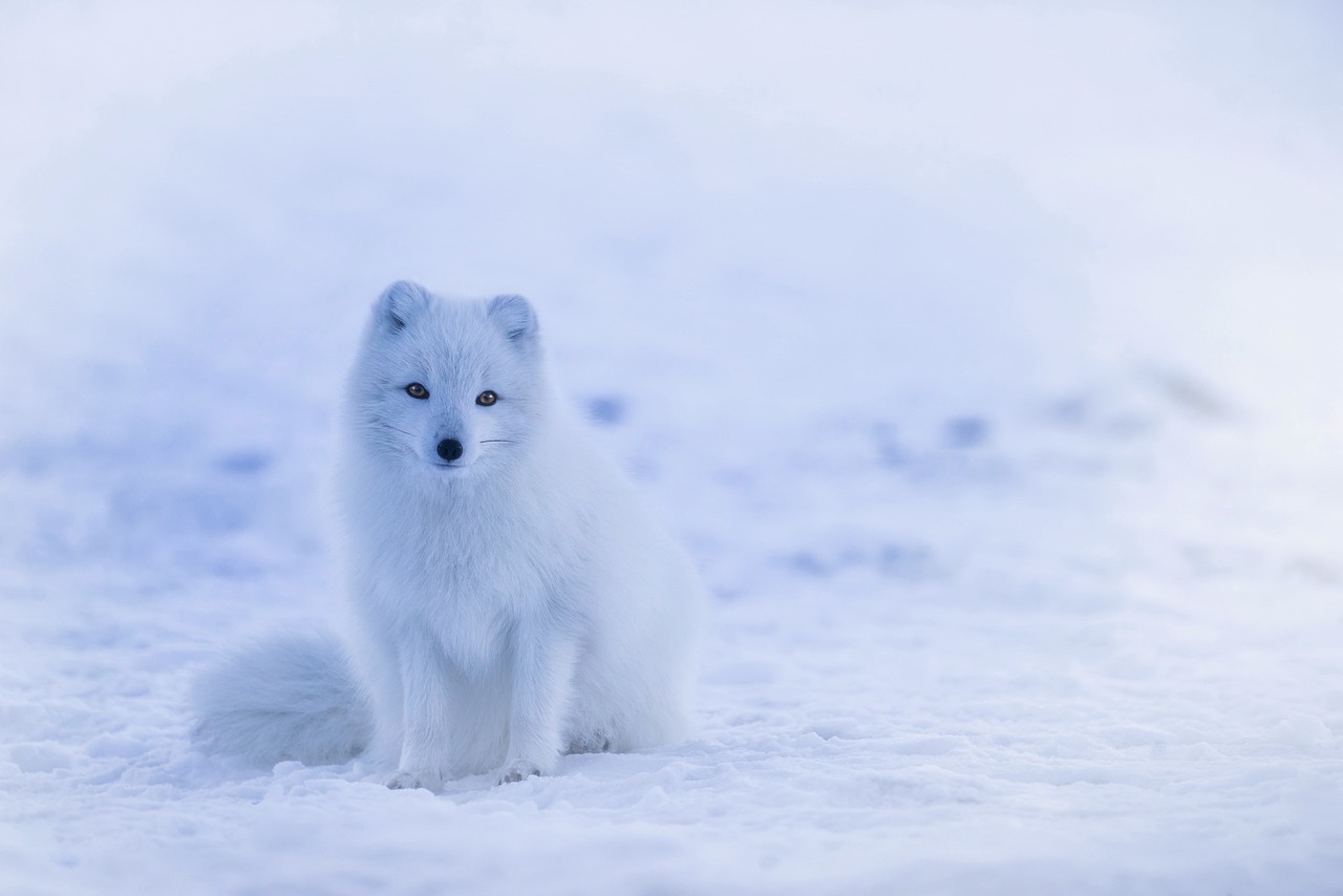 Human Presence in the Arctic - Life on Svalbard: The Arctic Wilderness and Its Inhabitants
