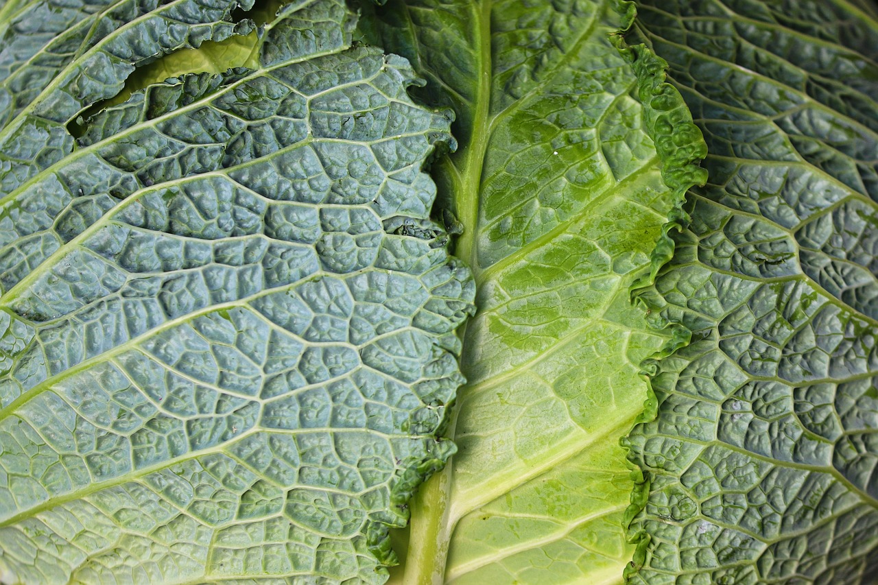 Notable Features - Leafy Greens: A Comprehensive Guide to Different Varieties
