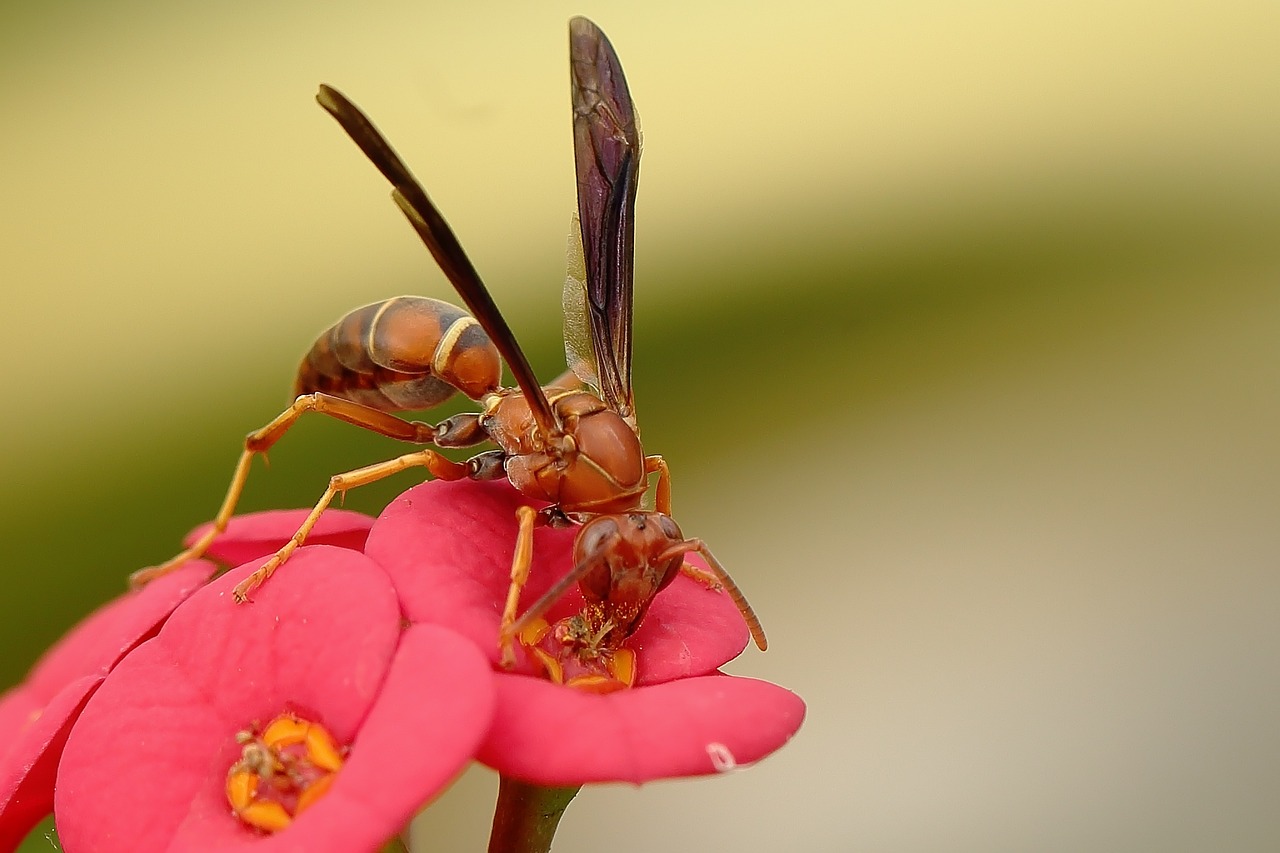 Insect Pollination - Exploring the Science of Blooms