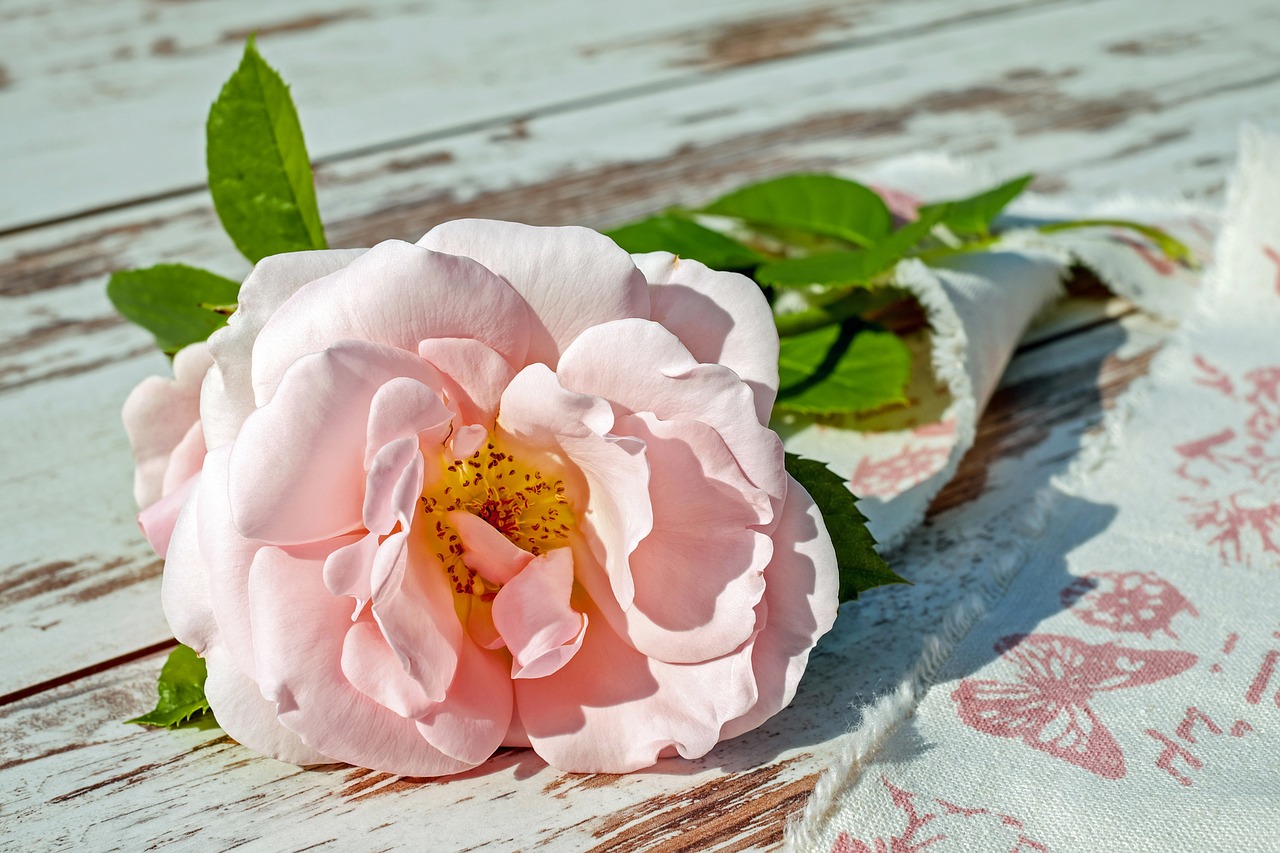Aromatherapy Applications - Harnessing the Power of Flower Scents