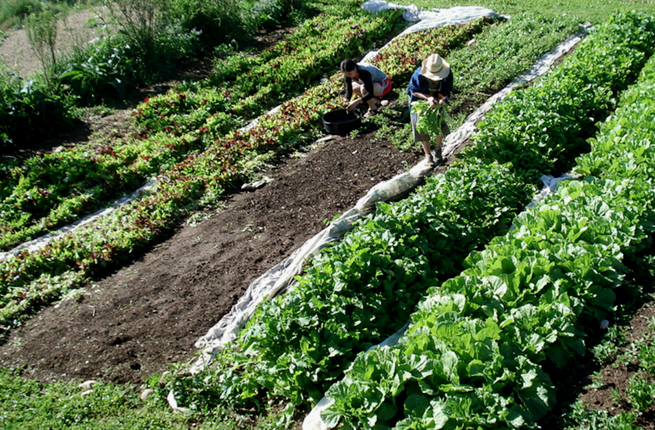 Water Management - Sustainable Crop Rotation Strategies for Soil Health