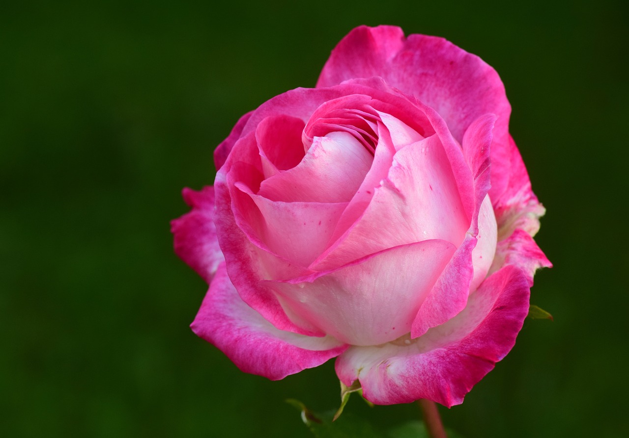 Rose - How Scents Affect Mood and Behavior