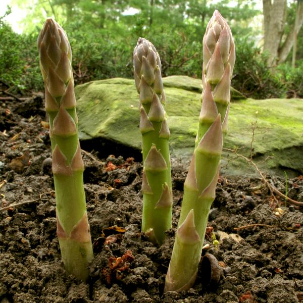 Test the Soil - Growing Asparagus: Tips for a Successful Harvest