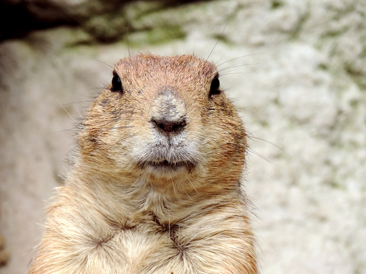 Groundhog Day (United States and Canada) - Weather-Related Cultural Traditions and Celebrations