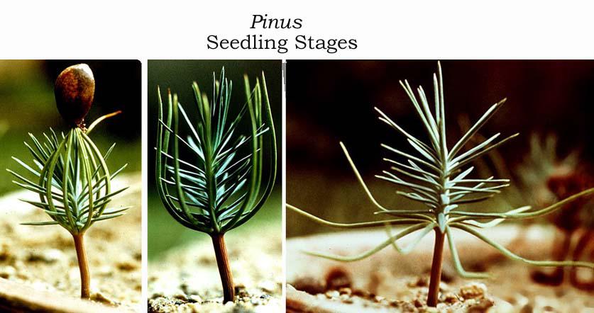 Seedling Stage - From Bud to Bloom: The Fascinating Life Cycle of Flowers