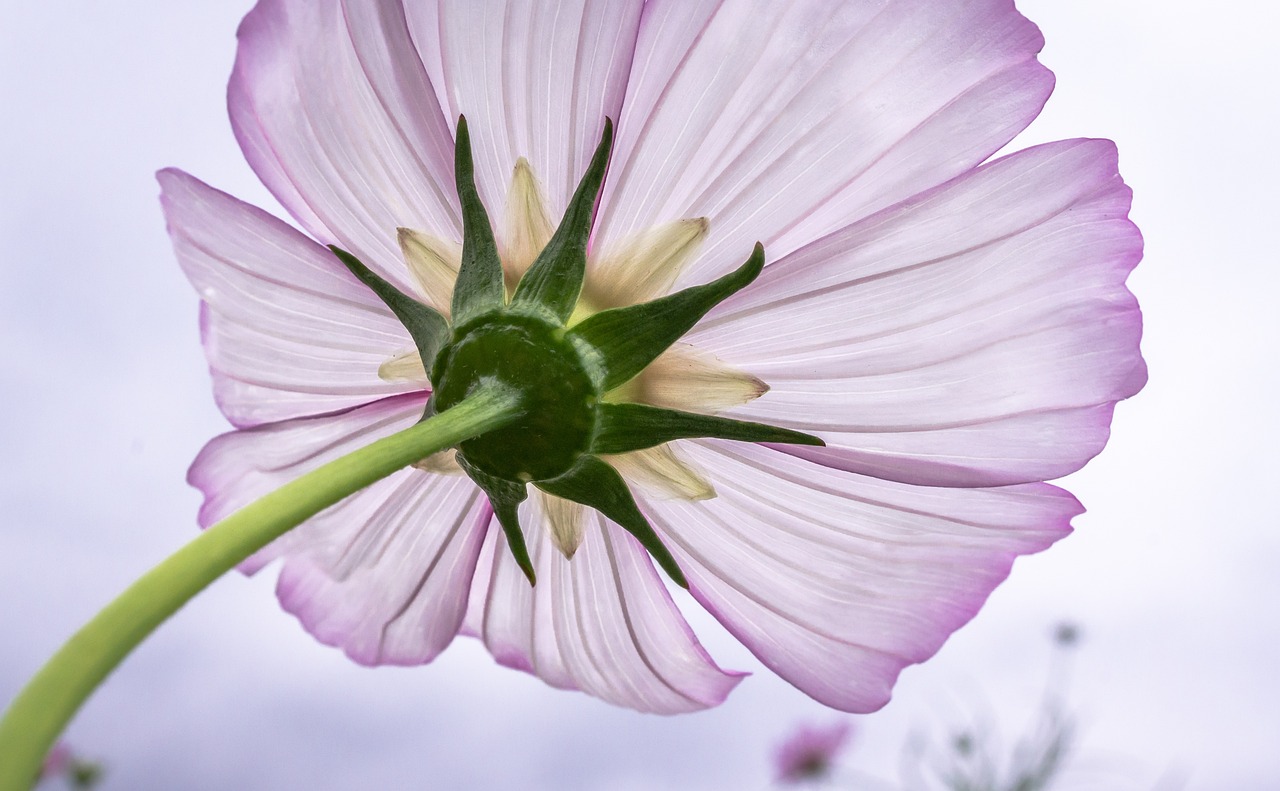 Experiment with Depth of Field - Flower Photography Tips: Capturing the Beauty of Blooms