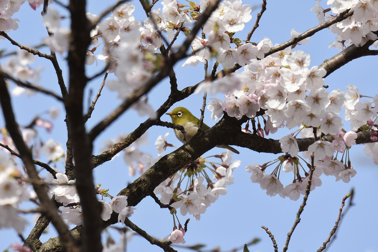 Cherry Blossom Festivals - Adapting to New York's Varied Climate and Activities