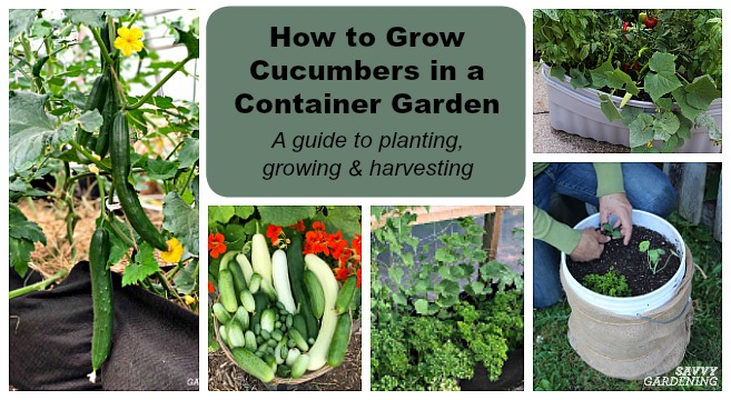 Container Cucumbers - Space-Saving and Productive Varieties