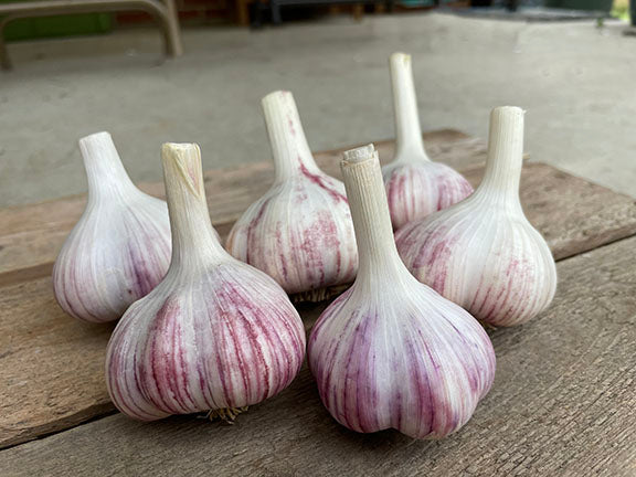 Medieval and Renaissance Europe: Garlic's Mixed Reputation - The Origins and Evolution of Garlic: A Culinary Staple