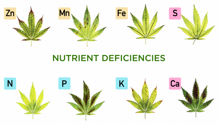 Nutrient Deficiencies - Atkins Diet Revisited: Evolution and Effectiveness