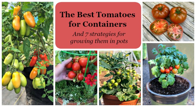 Cherry Tomatoes - Space-Saving and Productive Varieties