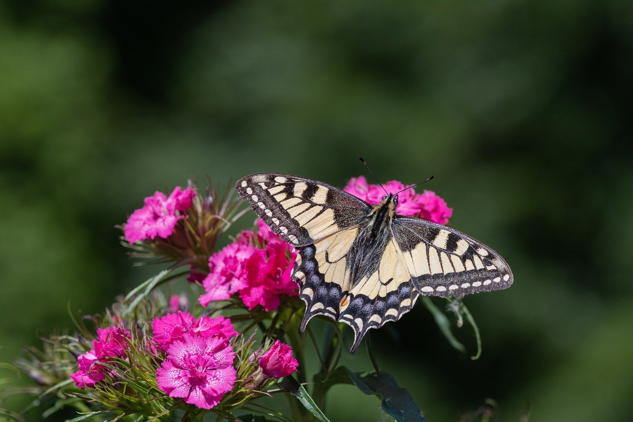 Benefits of Growing Rare Flowers - Preserving Biodiversity in Gardens