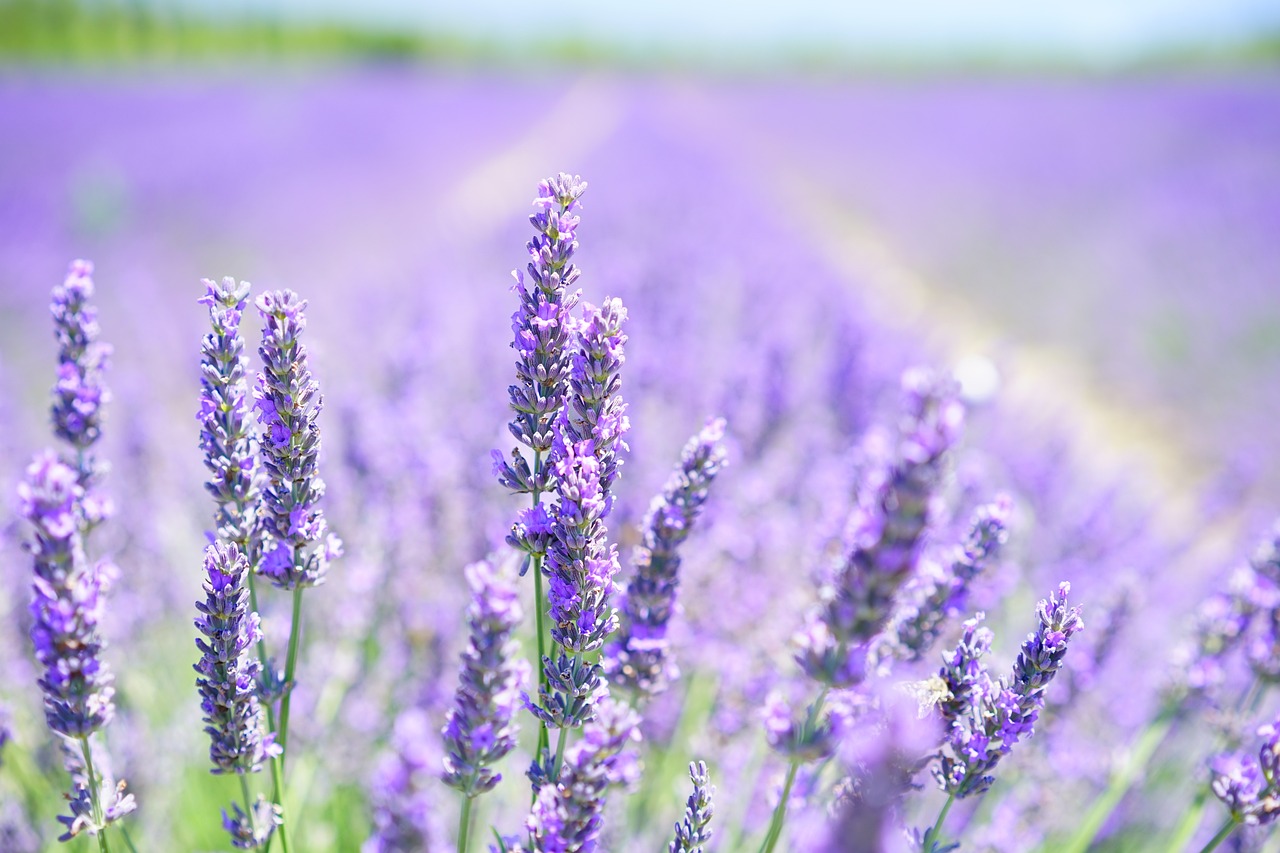 Lavender - How Scents Affect Mood and Behavior