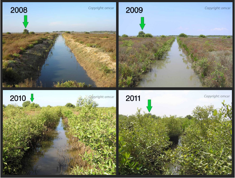 Ecosystem Restoration - Paving the Way to a Sustainable Future