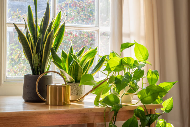 Caring for Bedroom Plants - Greenery for a Calming and Healthful Environment
