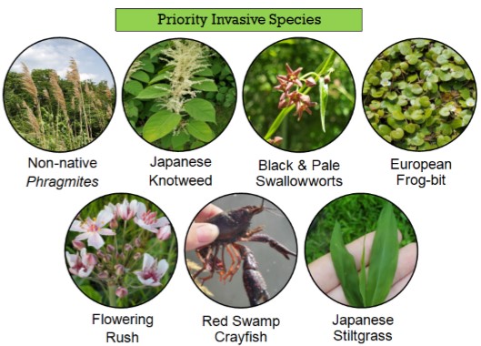 Biodiversity Loss - Understanding and Managing Non-Native Flower Species