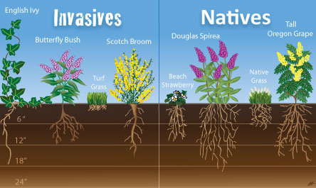 Management Strategies - Understanding and Managing Non-Native Flower Species