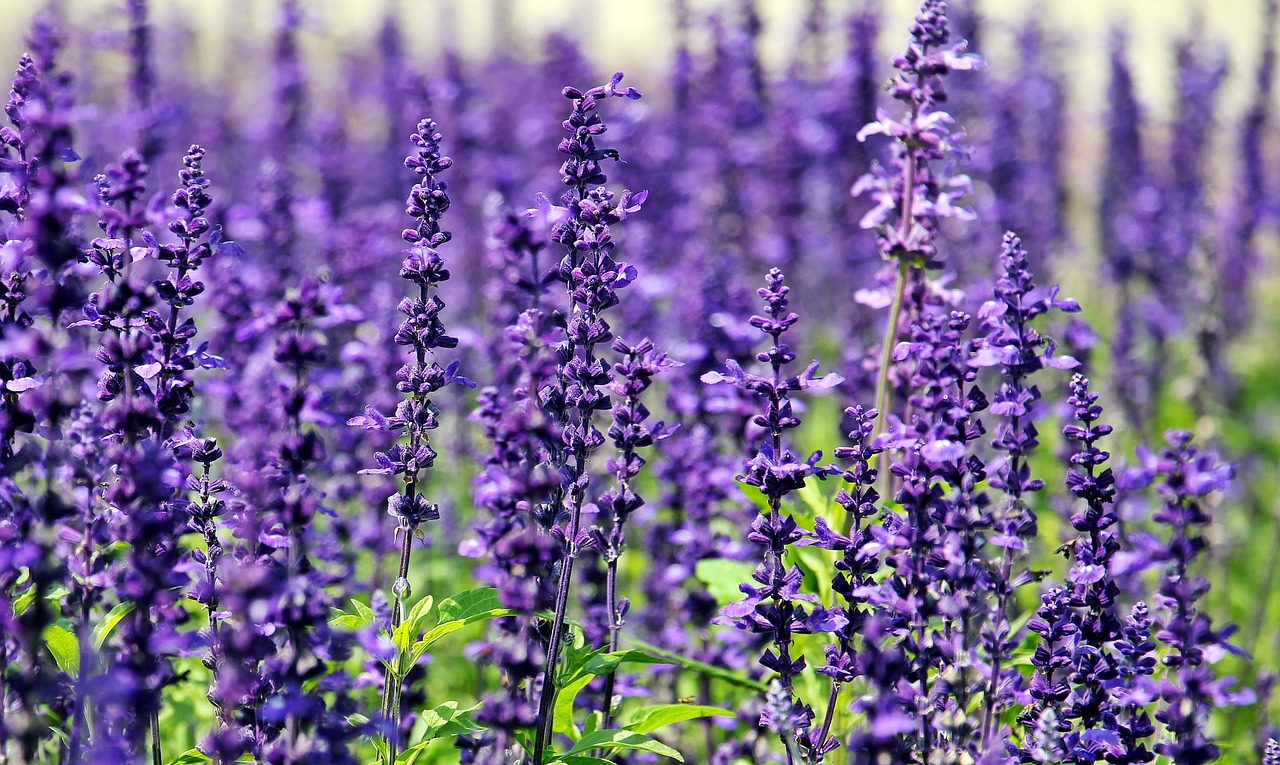 Lavender (Lavandula) - Greenery for a Calming and Healthful Environment
