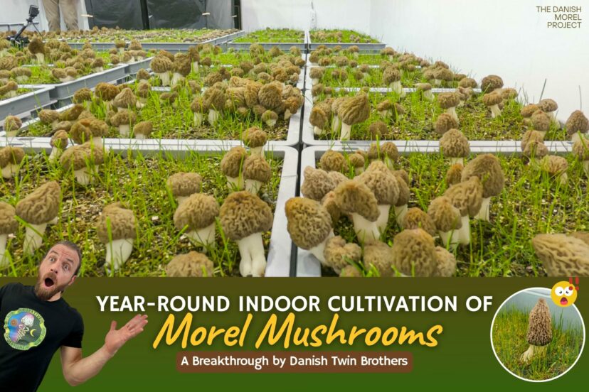 Year-Round Cultivation - Aquaponics and Hydroponics: A Futuristic Approach to Farming