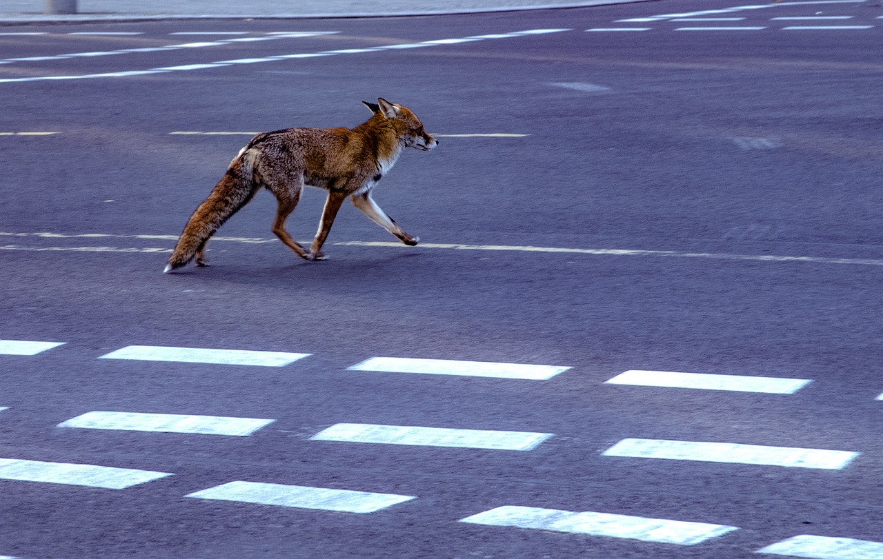 Urban Foxes: A Global Phenomenon - City Foxes: The Surprising Residents of Urban Landscapes