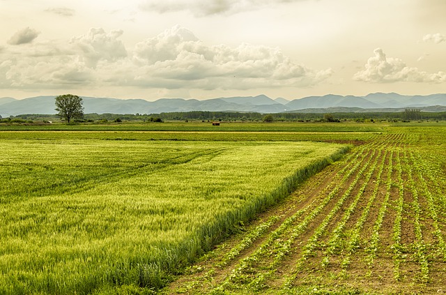 Crop Diversification - The Impact of Climate Change on Global Agriculture