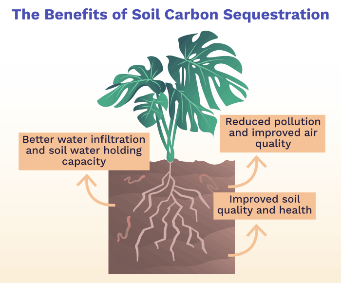 Soil Health and Carbon Sequestration - Environmental Considerations in Cultivation