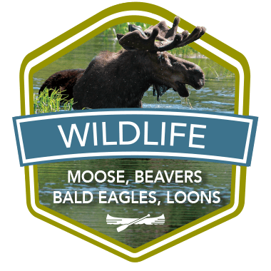 Wildlife of Maine: From Moose to Bald Eagles