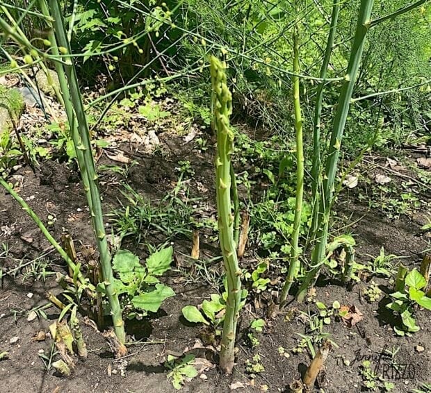 Patience Is Key - Growing Asparagus: Tips for a Successful Harvest