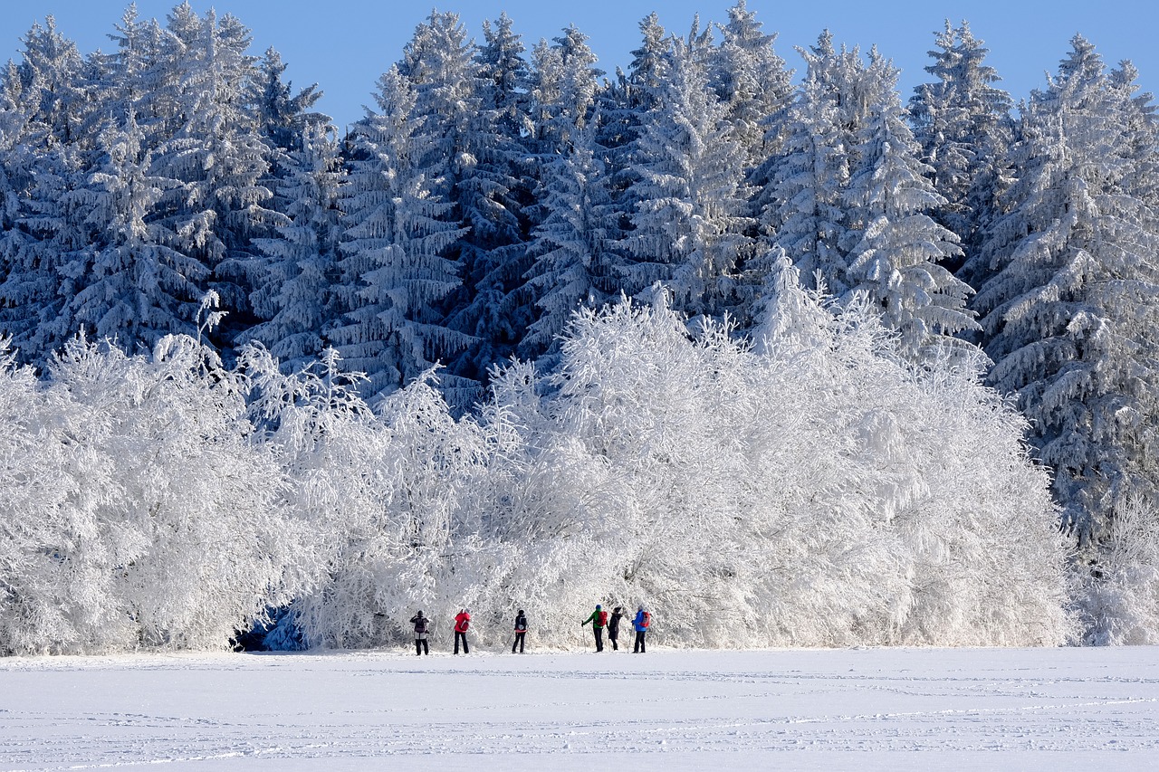 Winter Wonderland - Finding Green Spaces in the Urban Hub of Moscow