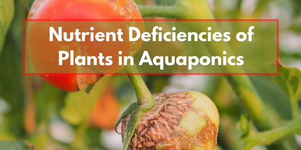 Nutrient Deficiencies - The Ketogenic Diet: A Comprehensive Guide